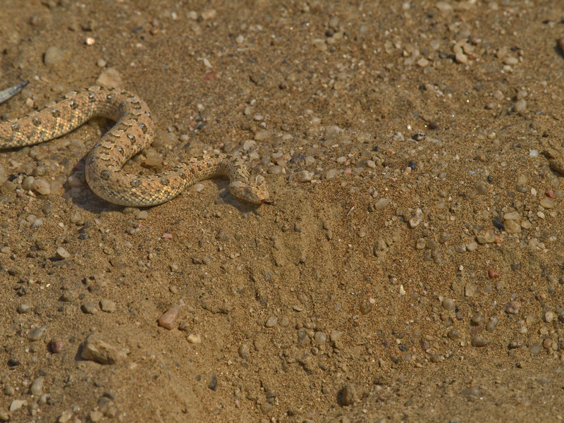 Swakopmund, Namib desert sidewinding adder